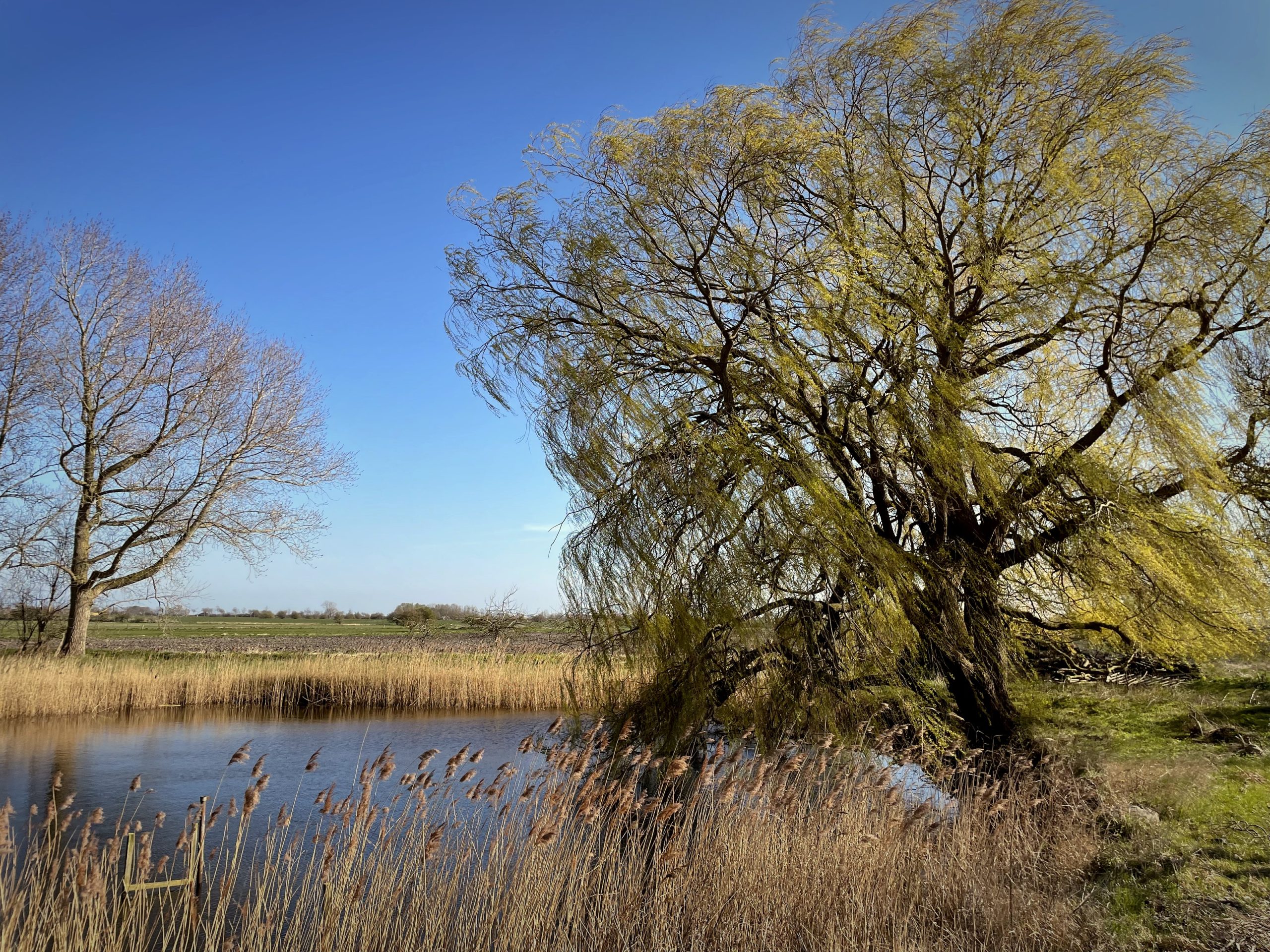 Koh Fehmarn mit Teich und der Weide im Frühling